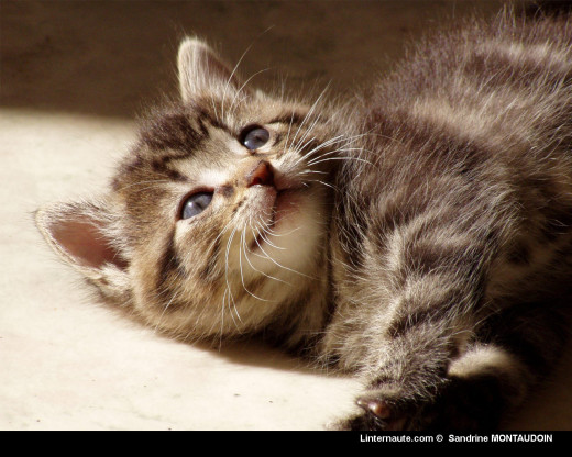 362007 (a): :1280x1024